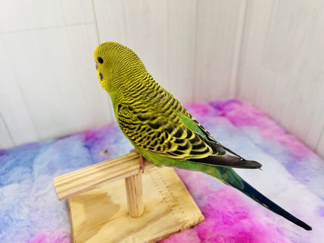 最新画像更新✨しましま🌀逆に希少カラー🍀ノーマルカラーのセキセイインコ(ヒナ)入荷しました❤️ セキセイインコ