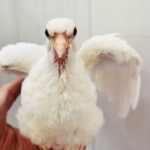 やば慣れ❤️ふわふわわたあめ☁️🕊️ギンバトのちびっこ雛が入舎しました☆