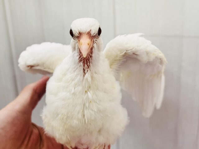 やば慣れ❤️ふわふわわたあめ☁️🕊️ギンバトのちびっこ雛が入舎しました☆