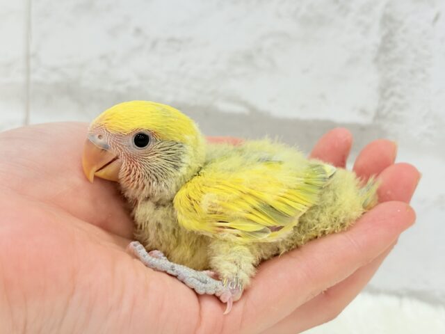 コザクラインコ（小桜インコ）