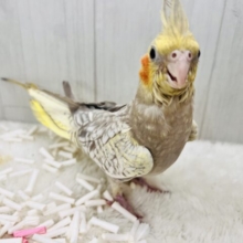 最新画像更新✨ムキッと♡パールたっぷりなオカメインコ（シナモンパール）
