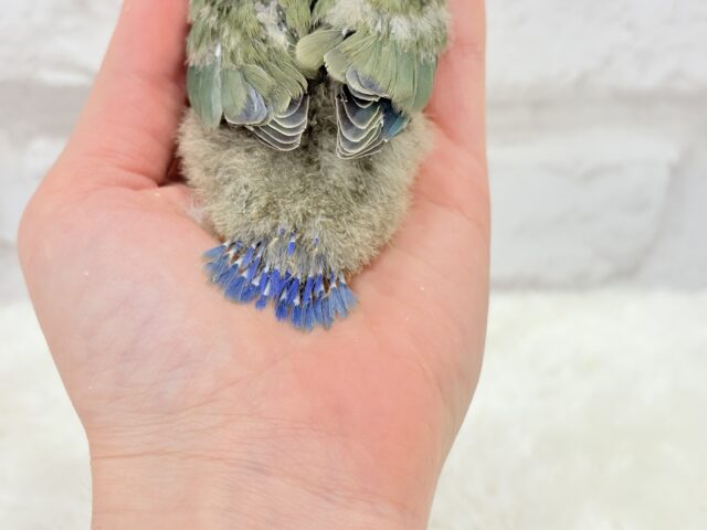 これぞ定番☆ラブバード🐣💖コザクラインコ(ノーマル) ヒナ コザクラインコ(小桜インコ)