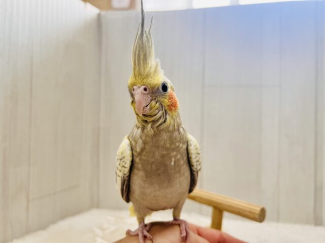 オカメインコ