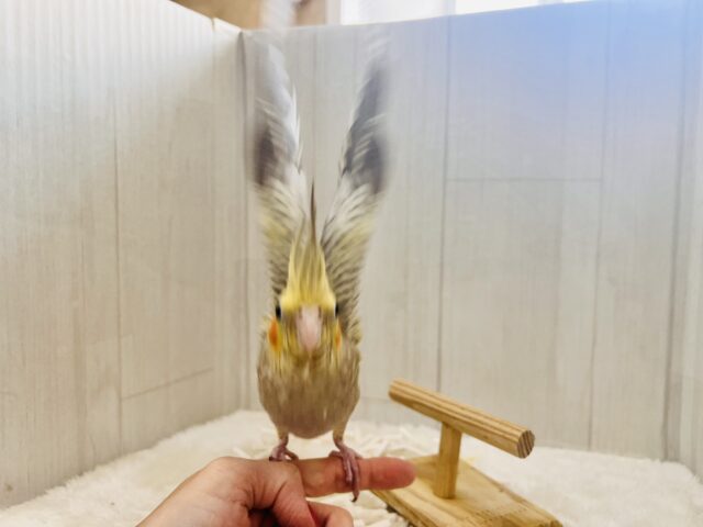 オカメインコ