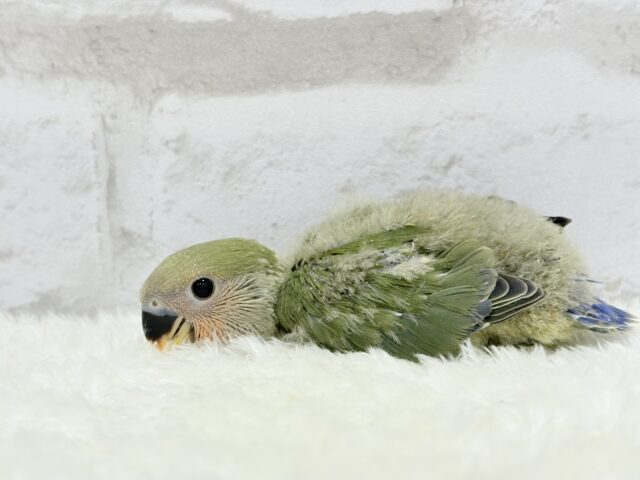 これぞ定番☆ラブバード🐣💖コザクラインコ(ノーマル) ヒナ コザクラインコ(小桜インコ)