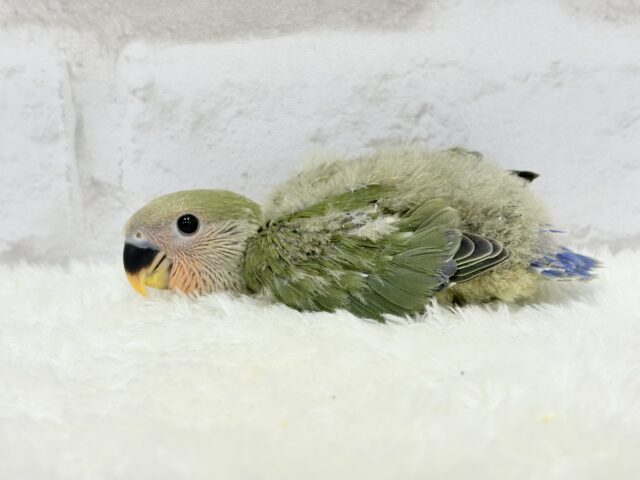 コザクラインコ（小桜インコ）