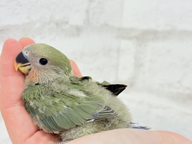 これぞ定番☆ラブバード🐣💖コザクラインコ(ノーマル) ヒナ コザクラインコ(小桜インコ)