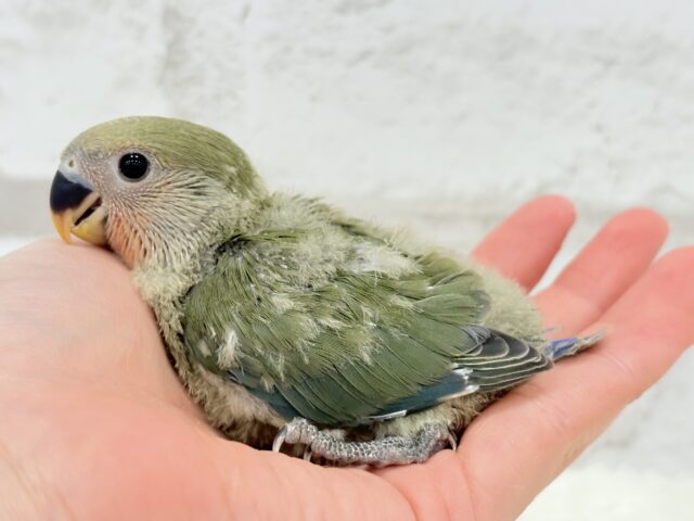 これぞ定番☆ラブバード🐣💖コザクラインコ(ノーマル) ヒナ コザクラインコ(小桜インコ)