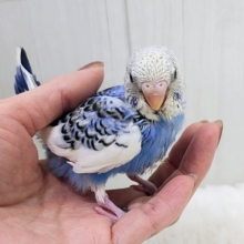 濃ゆいブルーに魅了されちゃう︎💕︎︎セキセイインコのヒナ(ブルーパイド)入荷しました❤️