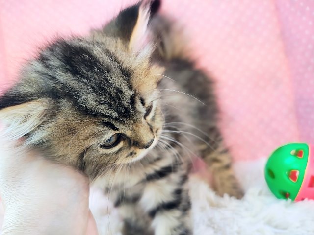 スコティッシュフォールド