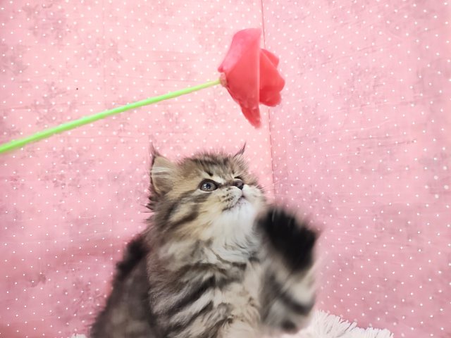 スコティッシュフォールド