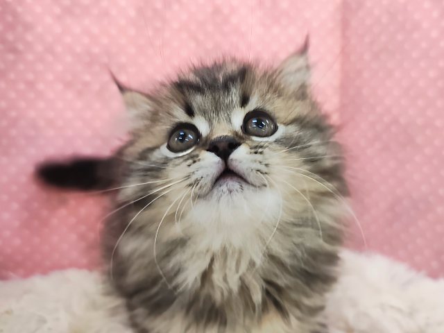 スコティッシュフォールド