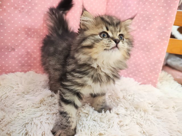 スコティッシュフォールド