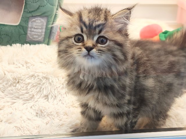 スコティッシュフォールド