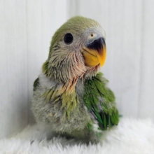 お抹茶カラー🍵でリラックス〜‪🌿コザクラインコのヒナ(ノーマル)入荷しました❤️