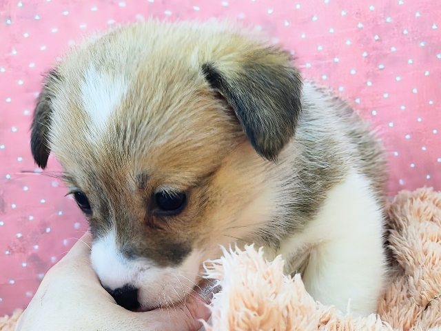 ウェルシュコーギー・ペンブローグ