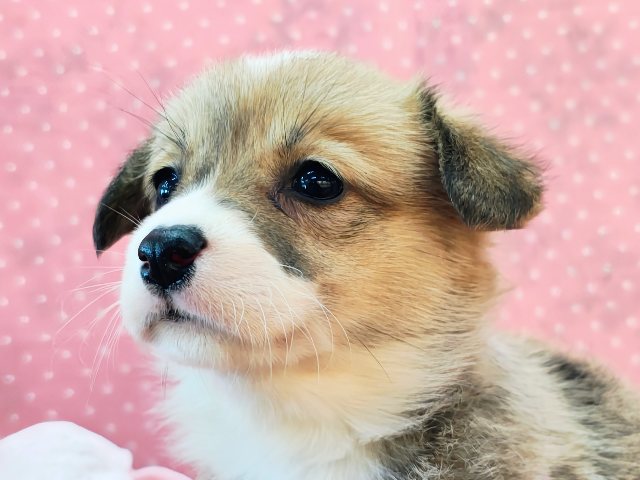 ウェルシュコーギー・ペンブローグ