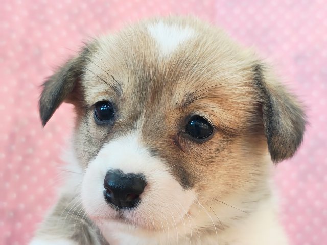 まだ耳垂れてるぅ〜︎💕︎︎おケツぷりぷりコーギーちゃん入荷しました❤️