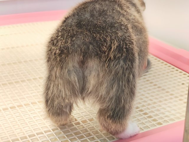 ウェルシュコーギー・ペンブローグ