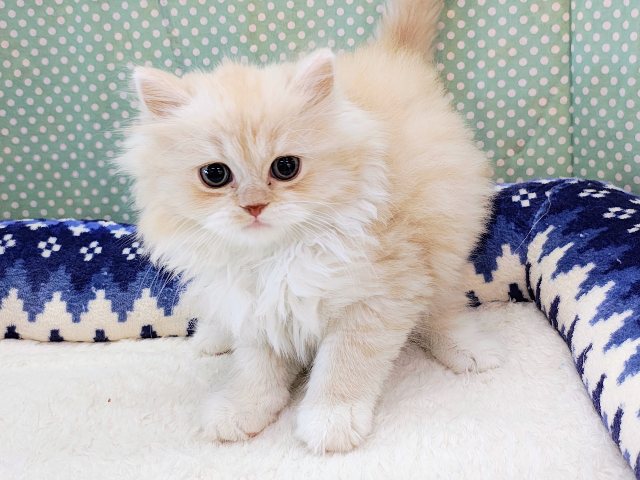 スコティッシュフォールド