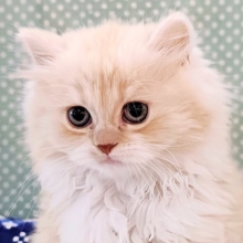 狙ったおもちゃは逃さない？？✨活発男子のスコちゃん入荷しました❤️