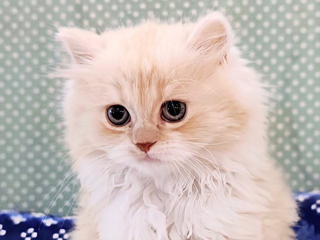 狙ったおもちゃは逃さない？？✨活発男子のスコちゃん入荷しました❤️