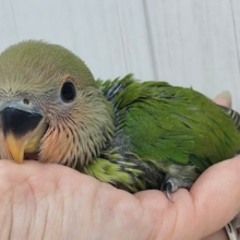 夕焼けみたいに真っ赤に染まる〜☀️コザクラインコのヒナ(ノーマル)入荷しました
