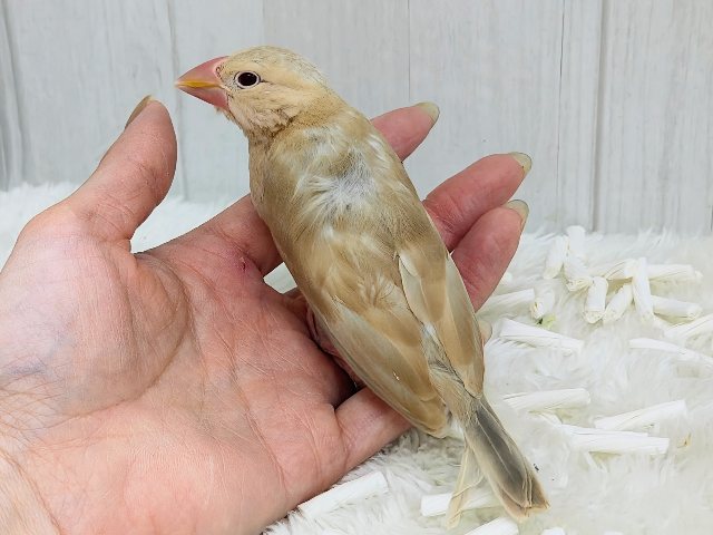 きなこカラーで優しい色味✨シナモン文鳥さん入荷しました❤️ シナモン文鳥