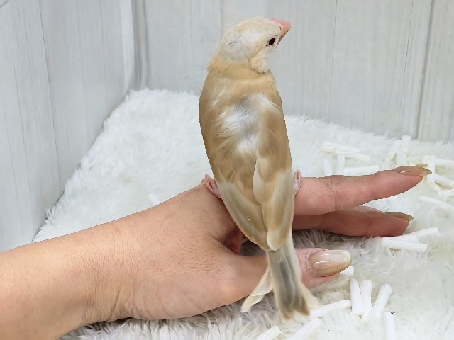 シナモン文鳥