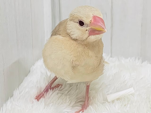 きなこカラーで優しい色味✨シナモン文鳥さん入荷しました❤️