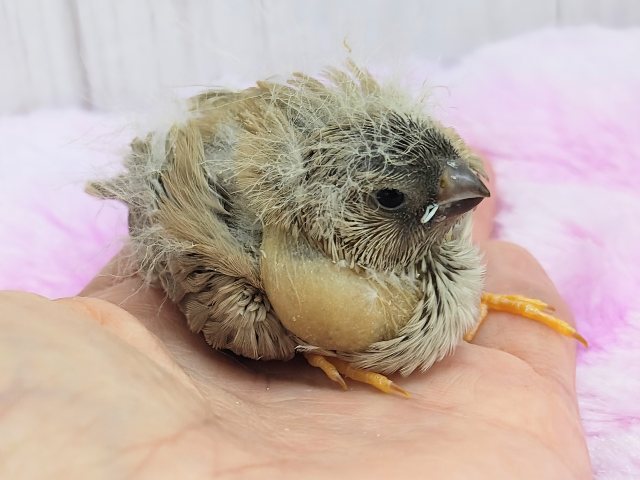 ぱやぱや静電気??⚡ジャンボキンカ鳥のヒナ入荷しました❤️ ジャンボキンカチョウ