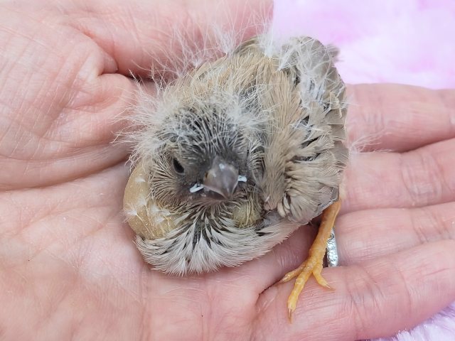 ぱやぱや静電気??⚡ジャンボキンカ鳥のヒナ入荷しました❤️ ジャンボキンカチョウ