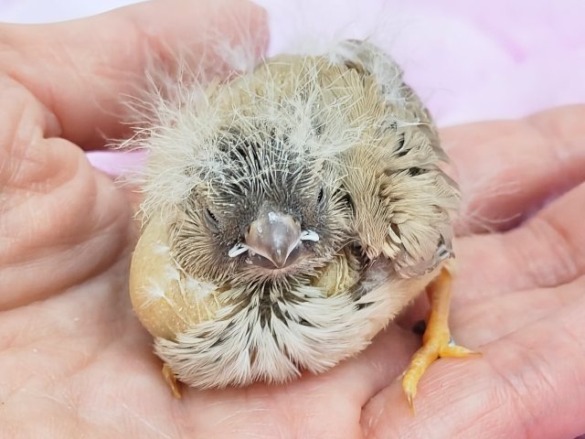 ぱやぱや静電気??⚡ジャンボキンカ鳥のヒナ入荷しました❤️ ジャンボキンカチョウ