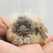 ぱやぱや静電気？？⚡ジャンボキンカ鳥のヒナ入荷しました❤️