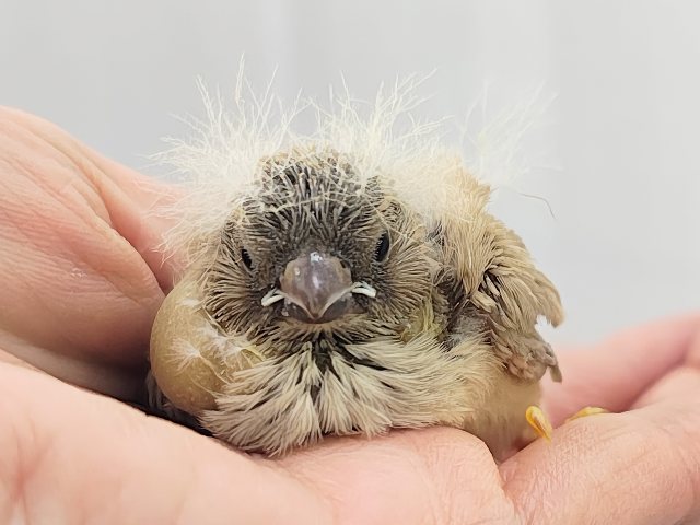 ぱやぱや静電気？？⚡ジャンボキンカ鳥のヒナ入荷しました❤️