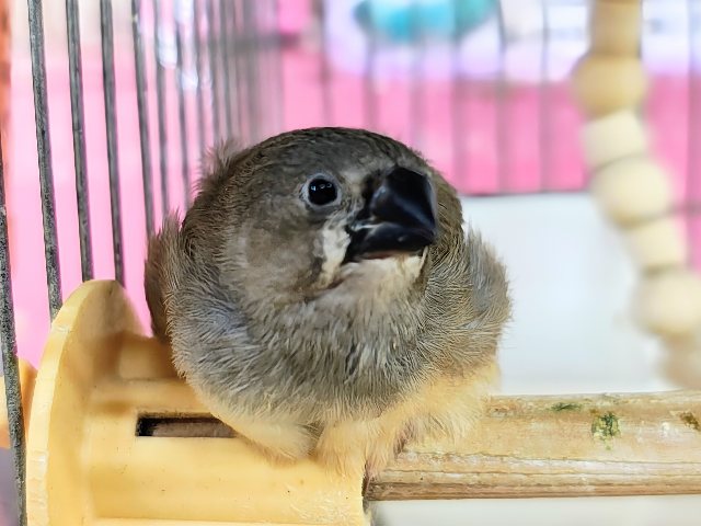最新画像&動画更新❤️ふさふさ〜🎶眠くないもん!キンカ鳥の雛♡ 錦花鳥(キンカチョウ)