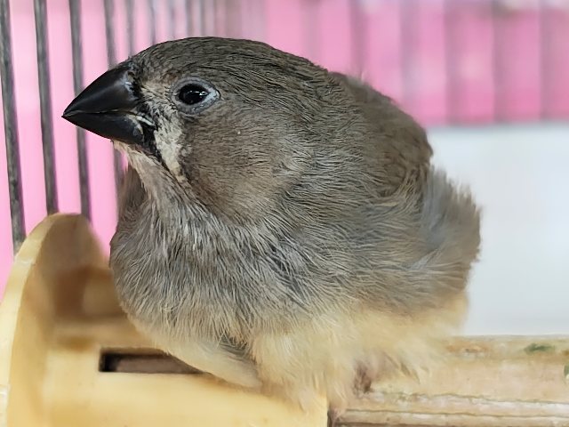 最新画像&動画更新❤️ふさふさ〜🎶眠くないもん!キンカ鳥の雛♡ 錦花鳥(キンカチョウ)