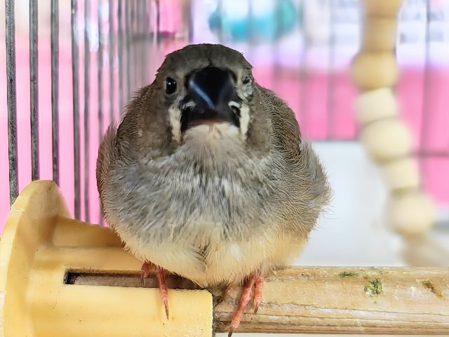 最新画像＆動画更新❤️ふさふさ〜🎶眠くないもん！キンカ鳥の雛♡