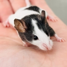 ちっちゃなちっちゃなネズミさん♡🐭パンダマウスの女の子❤️