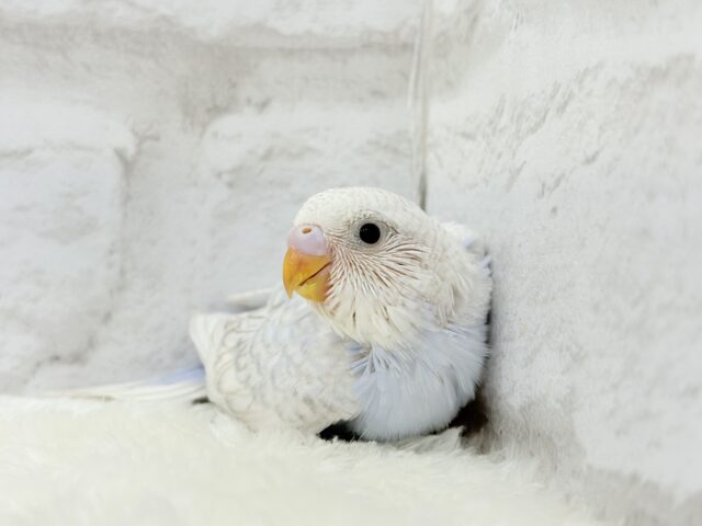 わた雲そら色☁️スカイブルー🐣🩵セキセイインコ(スパングル) ヒナ セキセイインコ