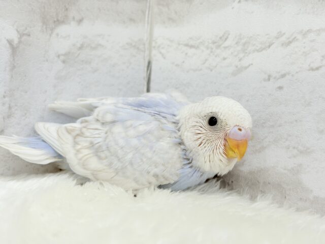 わた雲そら色☁️スカイブルー🐣🩵セキセイインコ(スパングル) ヒナ セキセイインコ