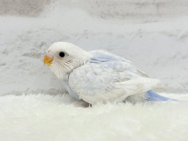 わた雲そら色☁️スカイブルー🐣🩵セキセイインコ(スパングル) ヒナ セキセイインコ