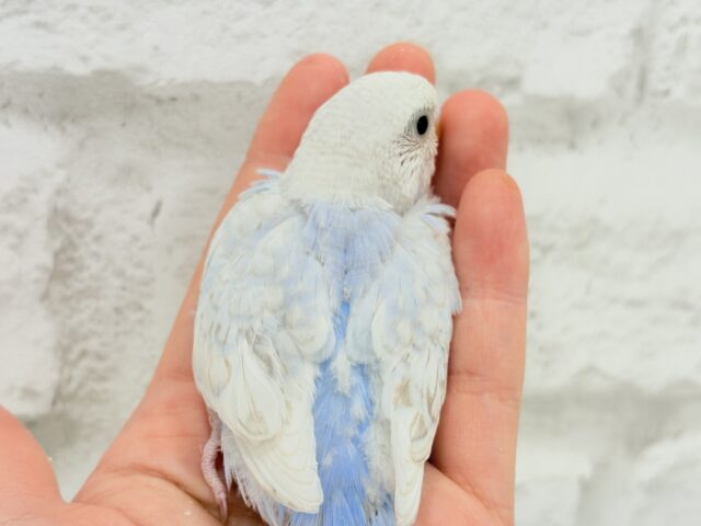 わた雲そら色☁️スカイブルー🐣🩵セキセイインコ(スパングル) ヒナ セキセイインコ