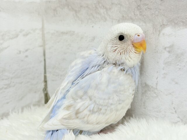 わた雲そら色☁️スカイブルー🐣🩵セキセイインコ(スパングル) ヒナ セキセイインコ