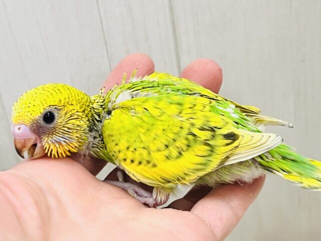 新芽が誕生🌱✨春らしい1羽♡セキセイインコのグリーンスパングル💚 セキセイインコ