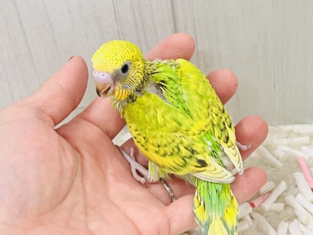 セキセイインコ