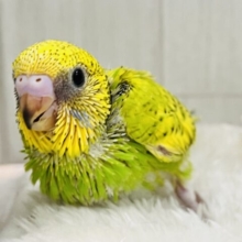 新芽が誕生🌱✨春らしい1羽♡セキセイインコのグリーンスパングル💚