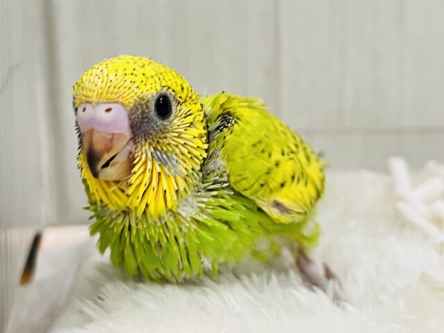 新芽が誕生🌱✨春らしい1羽♡セキセイインコのグリーンスパングル💚 新芽が誕生🌱✨春らしい1羽♡セキセイインコのグリーンスパングル💚