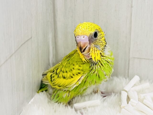 新芽が誕生🌱✨春らしい1羽♡セキセイインコのグリーンスパングル💚 セキセイインコ