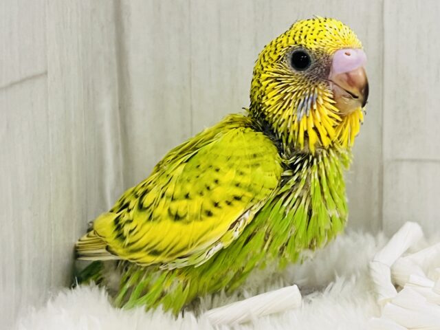 新芽が誕生🌱✨春らしい1羽♡セキセイインコのグリーンスパングル💚 セキセイインコ